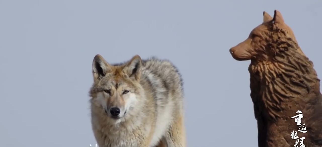 《狼王格林》？
别傻了。
那不是纪录片，更不是什么“动物小说”。
那是直接凿开你