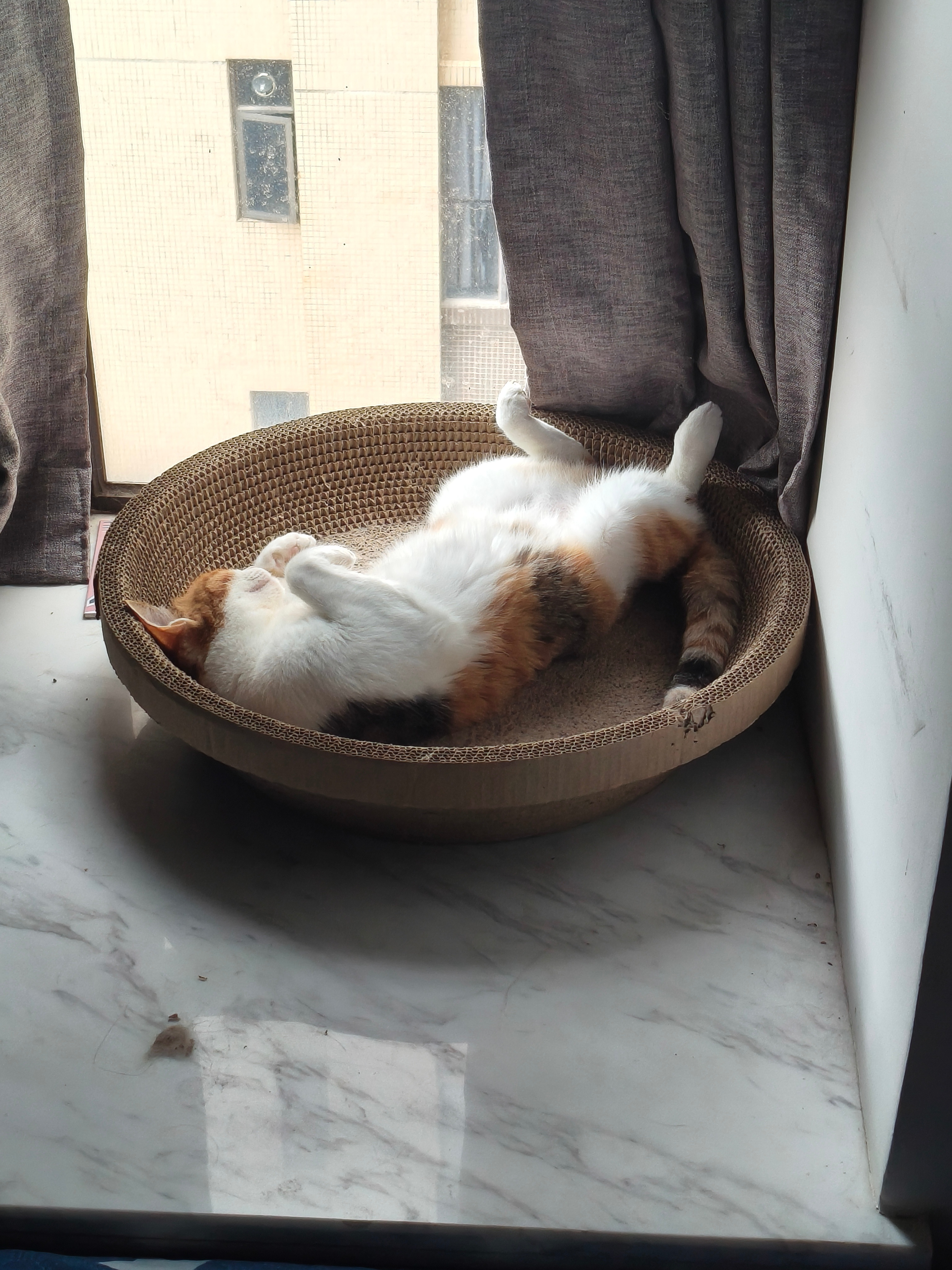 这猫经常用仰卧姿势睡觉