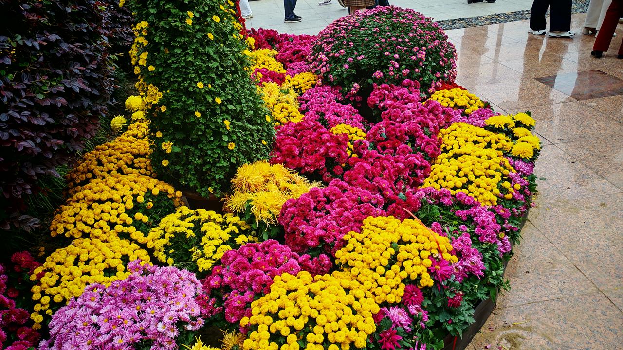 菊花展真的太漂亮啦！就像武汉沙湖公园的菊展，让黄石游客郑慧直呼惊艳。她第一次参观
