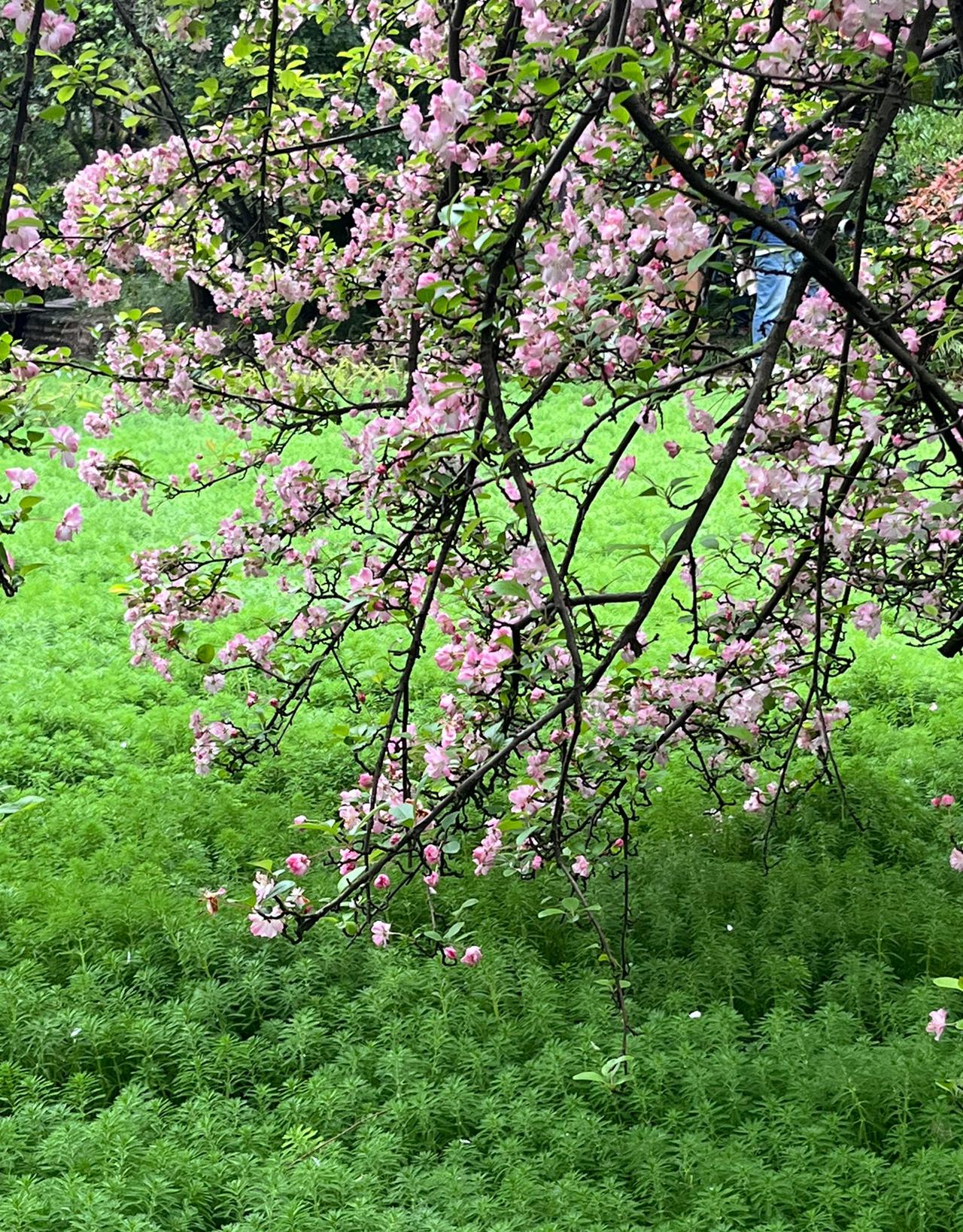感觉海棠是个特别奇怪的花，不同品种居然不一样！

早春，贴脚海棠开放，树枝虬劲，