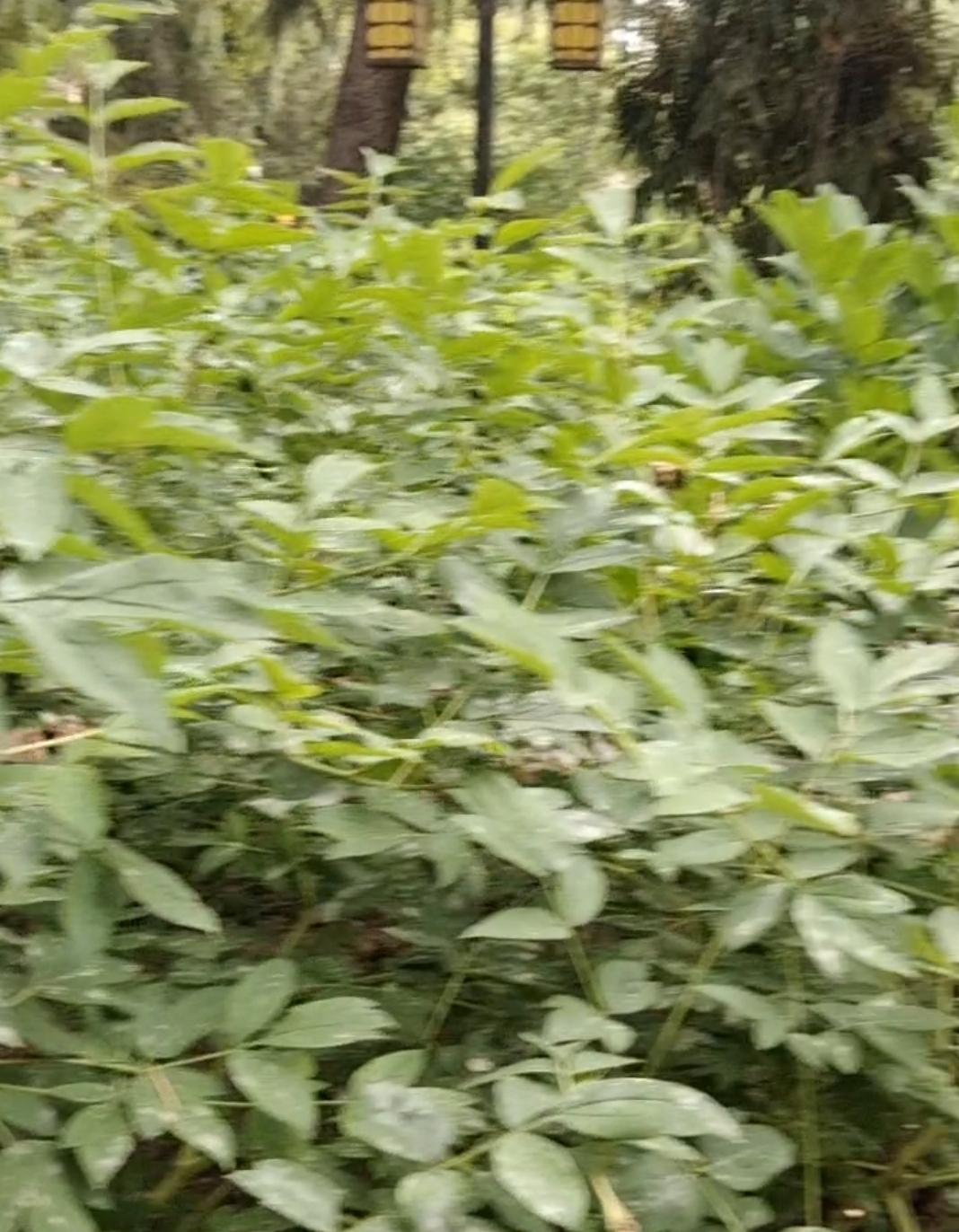漫步在绿意盎然的森林小径，感受大自然的宁静与美好。