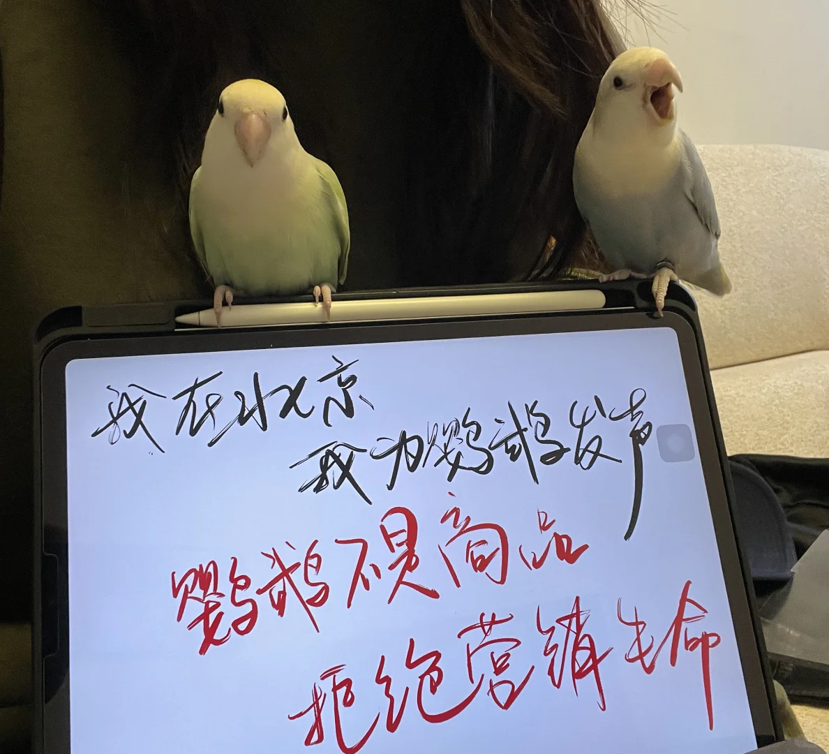 我为鹦鹉发声！拒绝营销生命