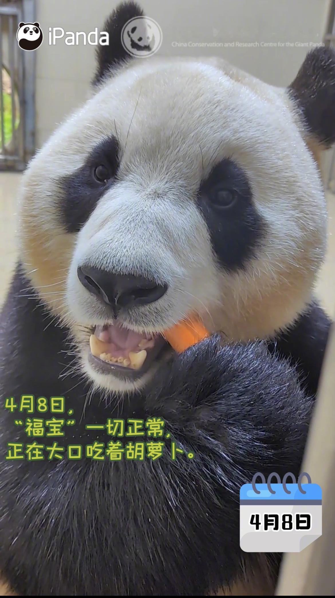#福宝大口炫饭合集# 胃口好，吃嘛嘛香😋#福宝大口吃胡萝卜声音嘎嘣脆# ​​​