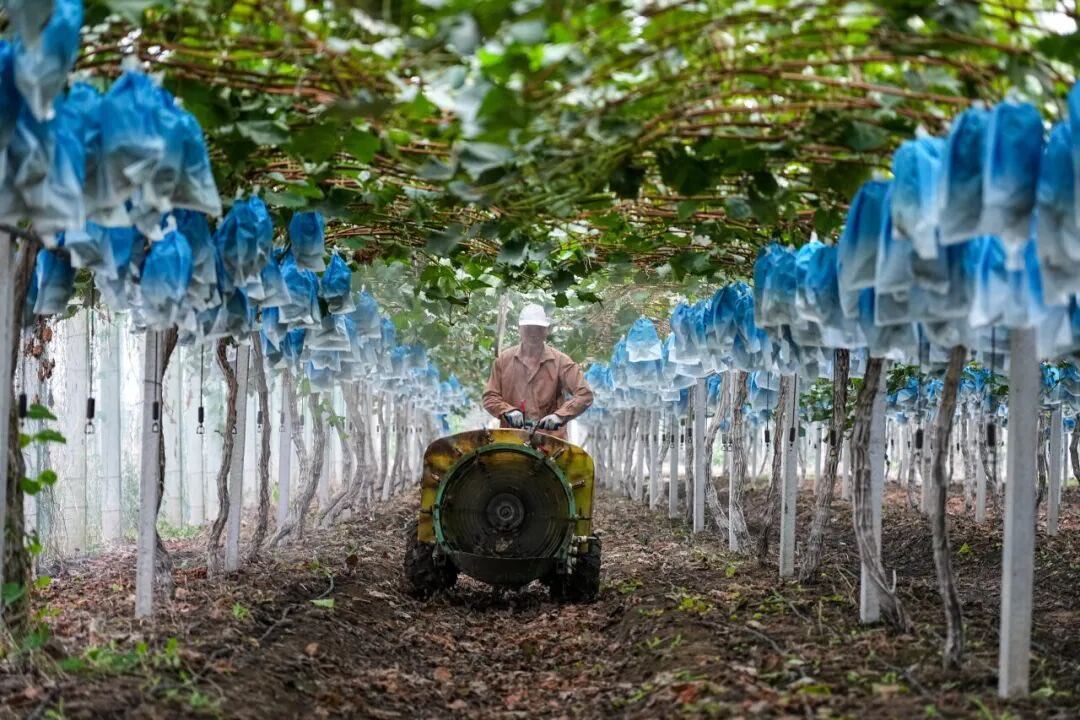 2025年，市场监管总局累计批准发布226项食品农产品安全领域国家标准物质，为农