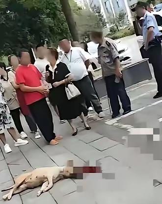 一个大妈遛大狗不拴绳，狗突然扑上去咬住一个路人大哥的胳膊不放。大哥没有慌，也没跑