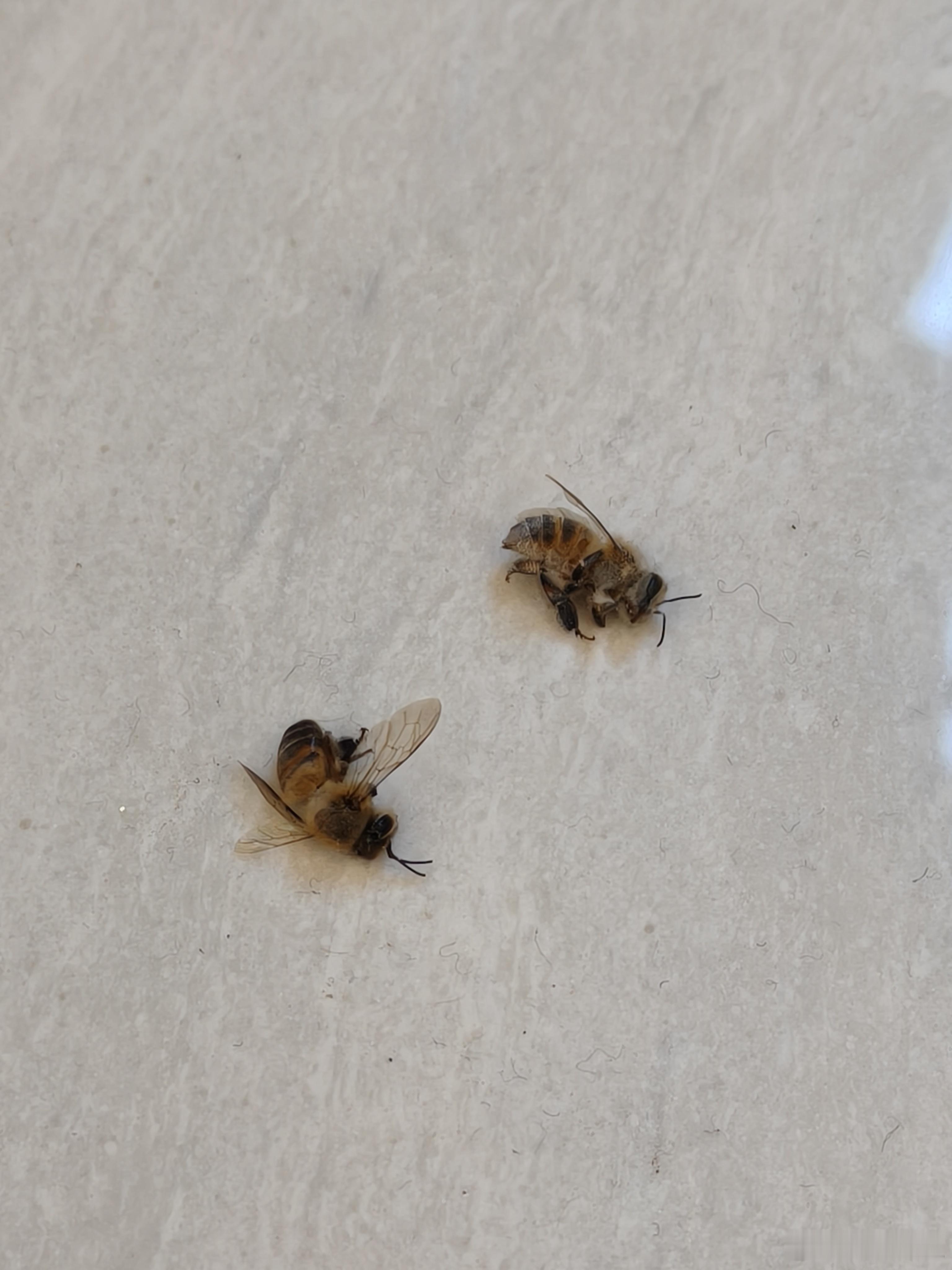 刚想运动一下却发现一堆小蜜蜂的尸体是我家没有花采不到蜜吗？要是养了花我也没空呵护