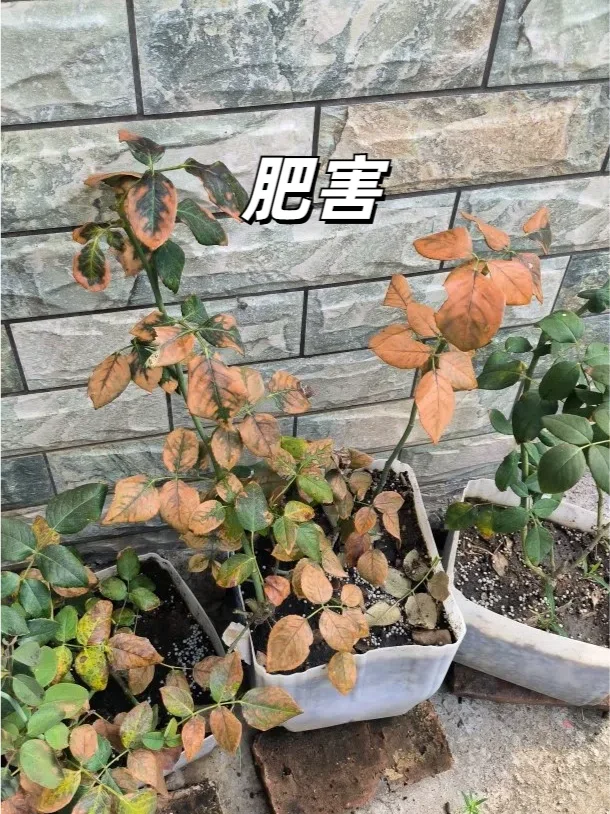 夏天月季黄叶原因大盘点❗附补救措施