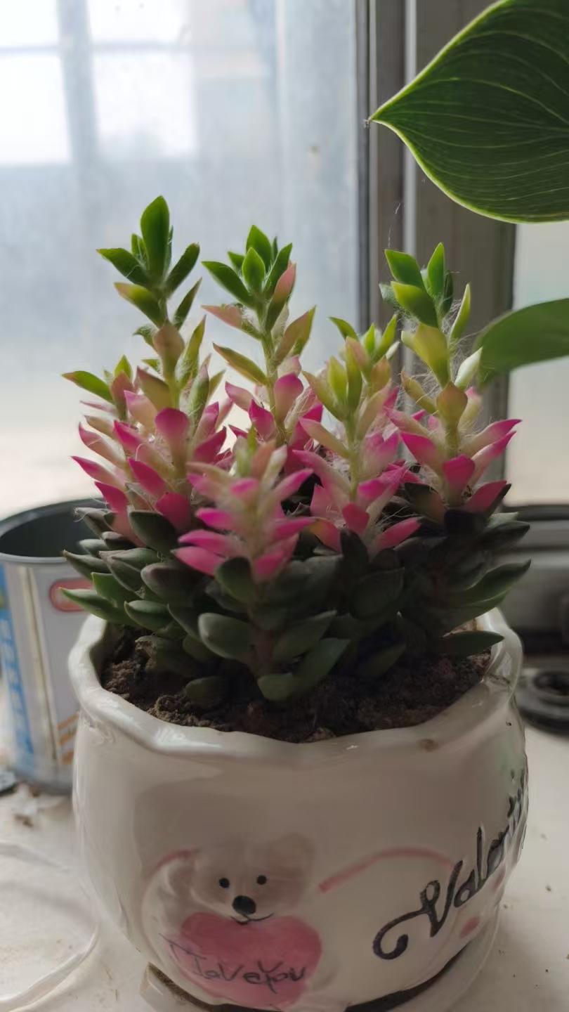 真心话茶局2.5元萌宠熊盆栽，与粉嫩多肉植物，两个月了长势喜人，漂亮又治愈。