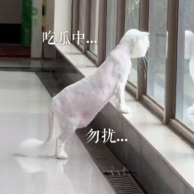 啊哈哈哈哈 may:喂我🥜 