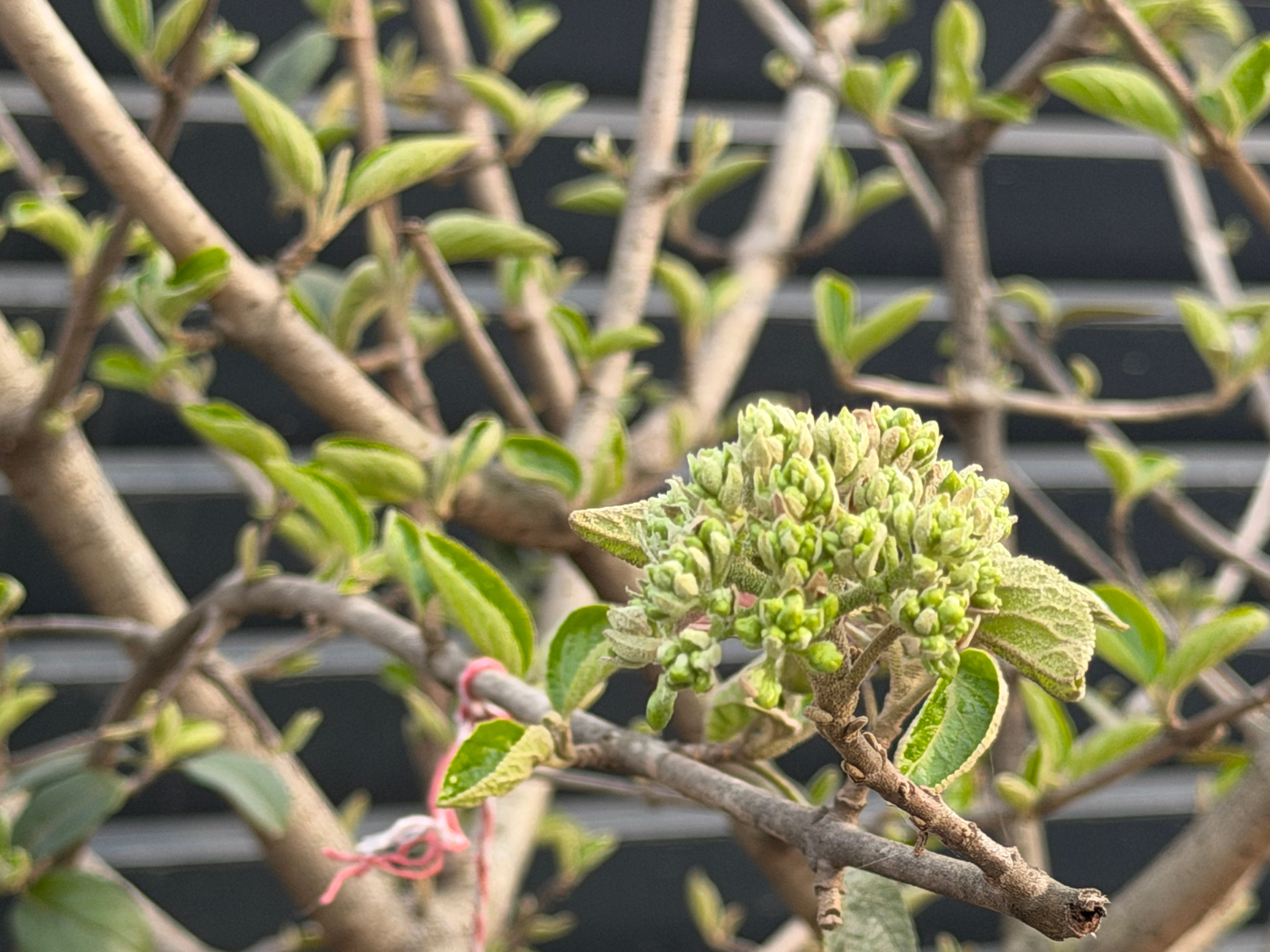 我种的中华木绣球，终于要开花了！