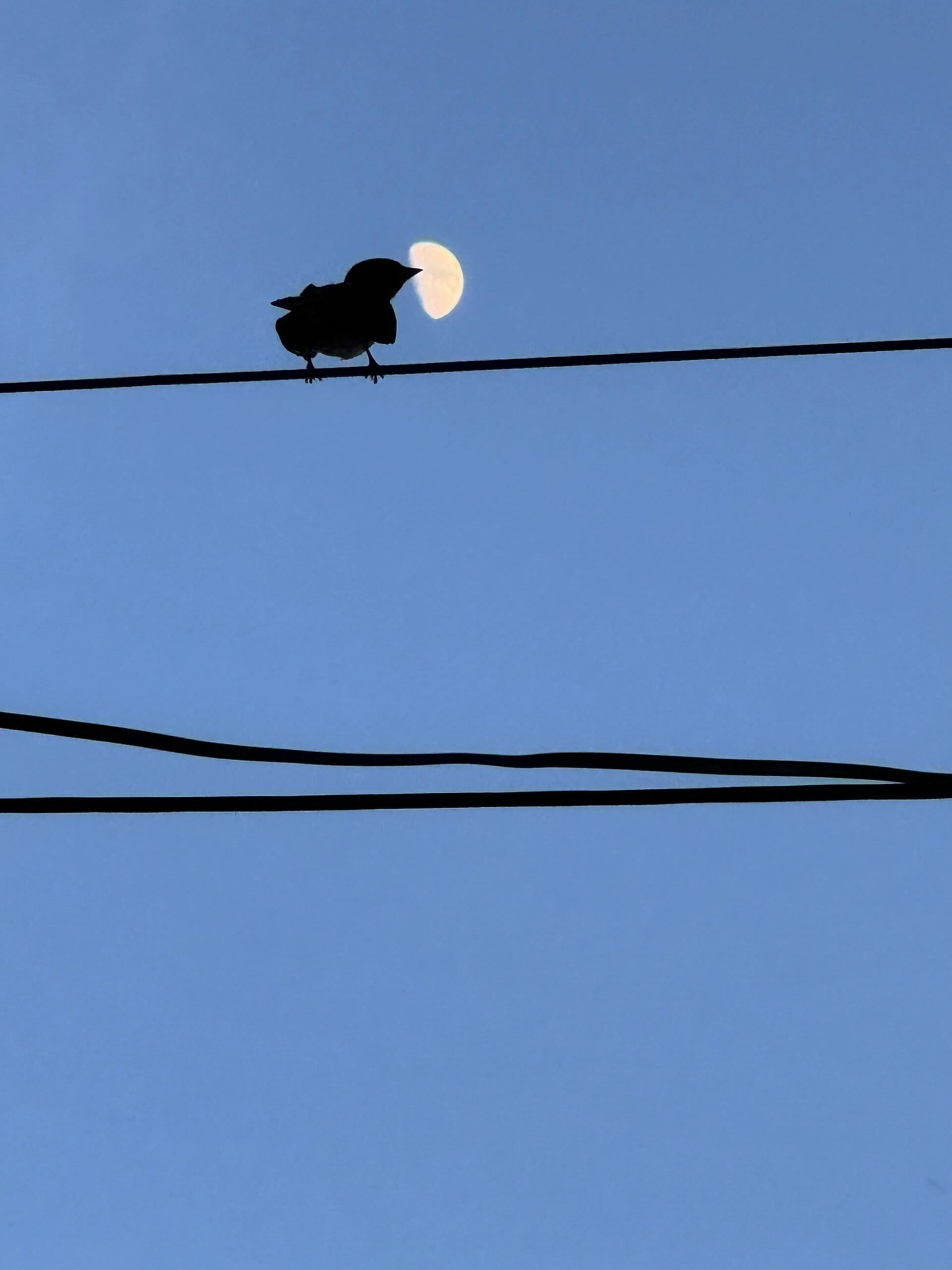 月亮是小鸟的柠檬片🌓 