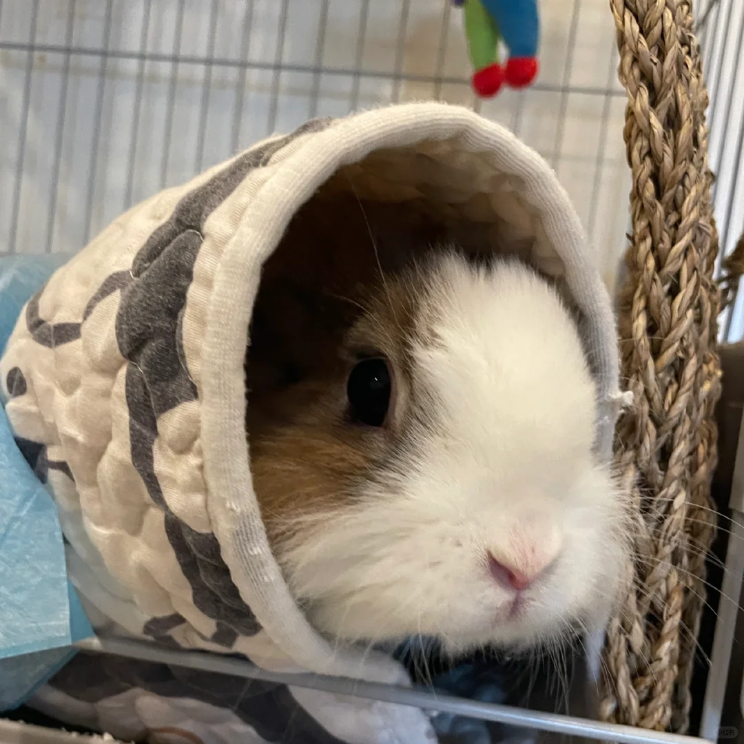 狼外婆