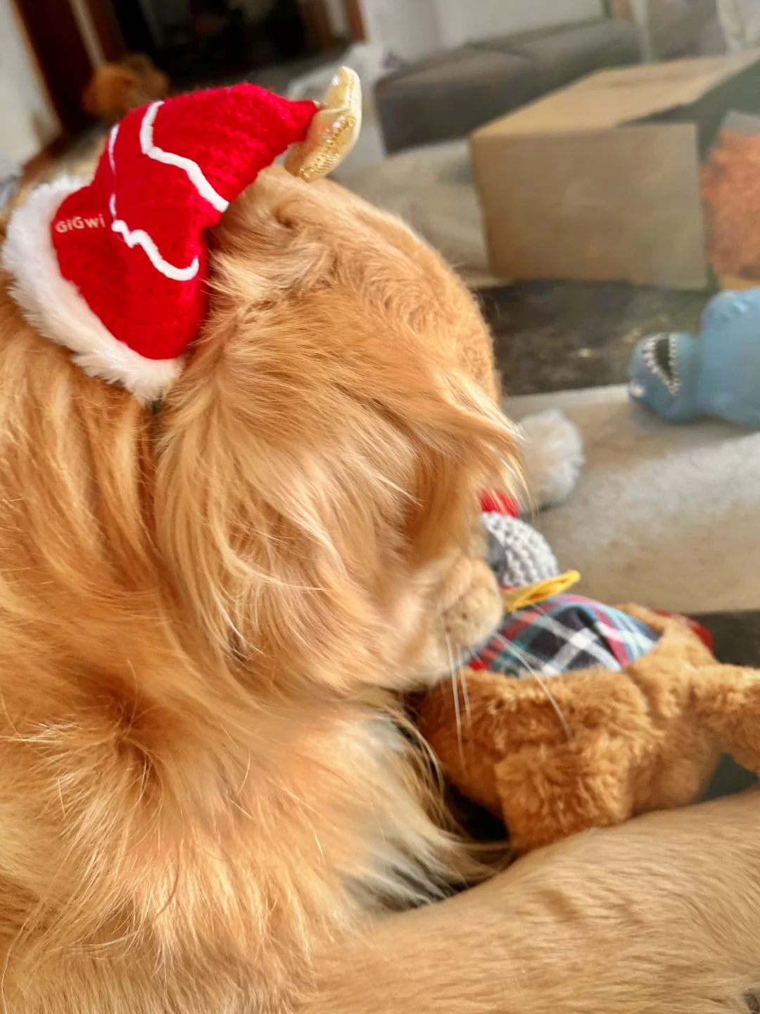 小狗在玩自己给自己赚来的圣诞礼物