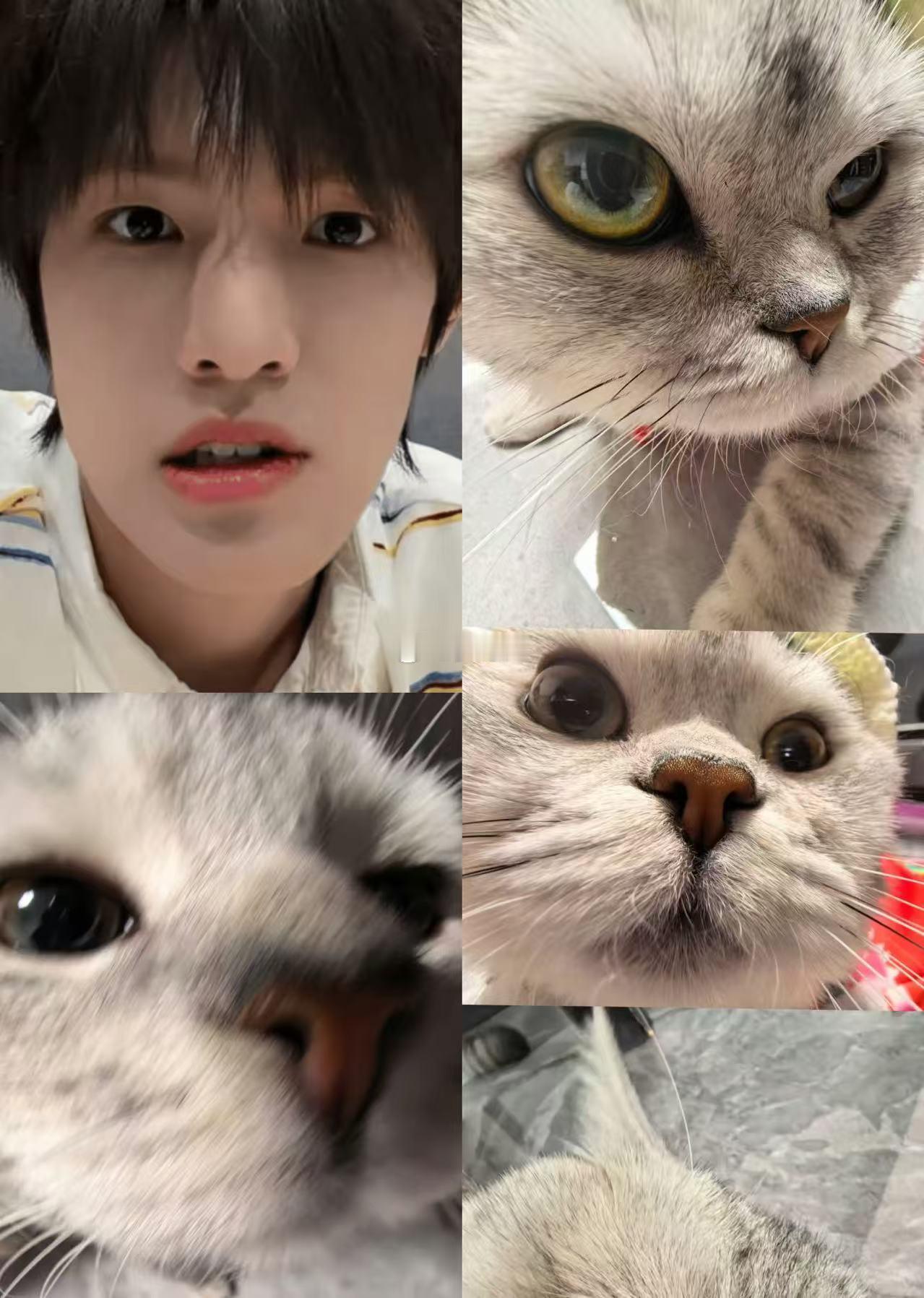 张泽禹一模一样的猫养两只 张泽禹真的是很用心的铲屎官！两只小猫到家一周年，他记得
