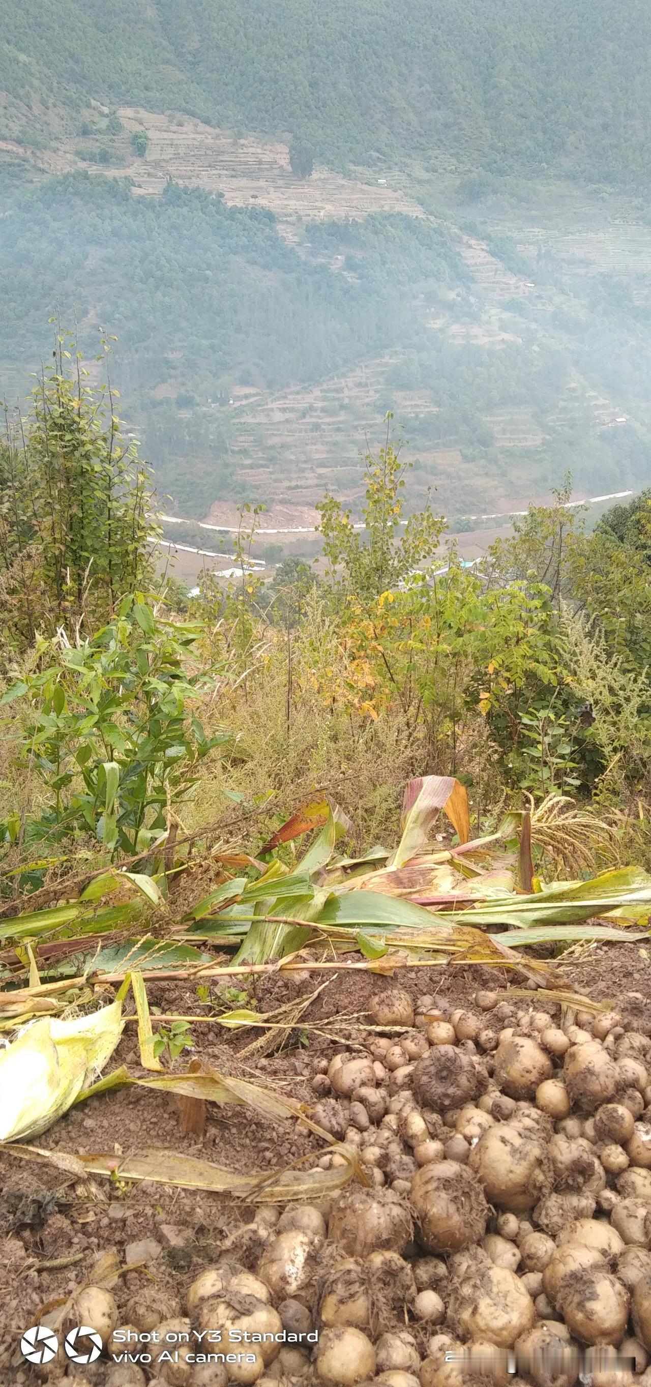 今早上起来，去昨天挖魔芋种子的山地，种点碗豆，乘着前天晚上下大雨，水份冲足，种下