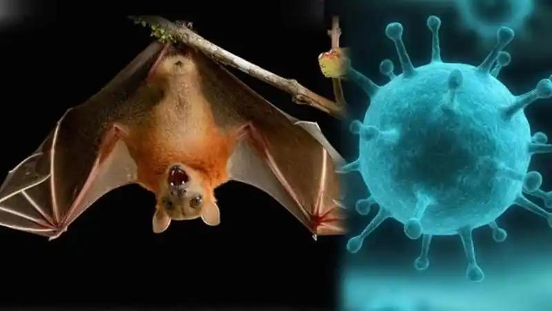 近日印度爆发了尼帕病毒，多国加强对印度游客的监测！

这种病毒的潜伏期最长可达一