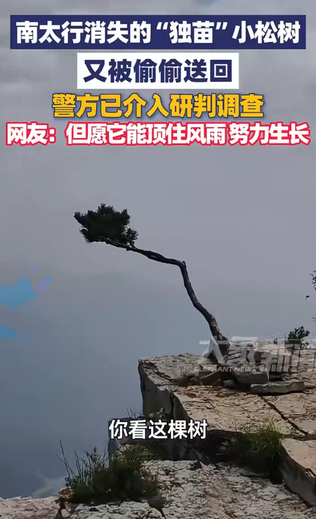 消失的它。
近日，南太行有一棵松树被人给偷走了。

此事引发关注后，5月20日，