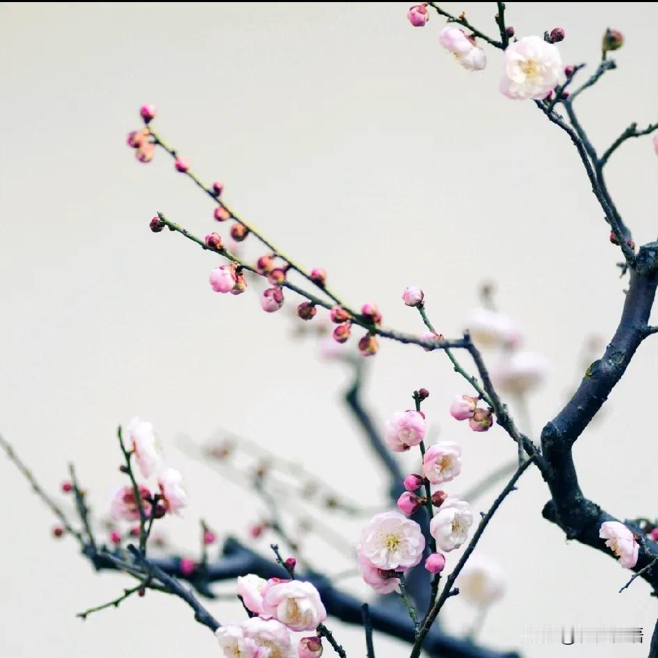 咏梅
                   宋.张九成
已知节物向在荣，篱下溪边