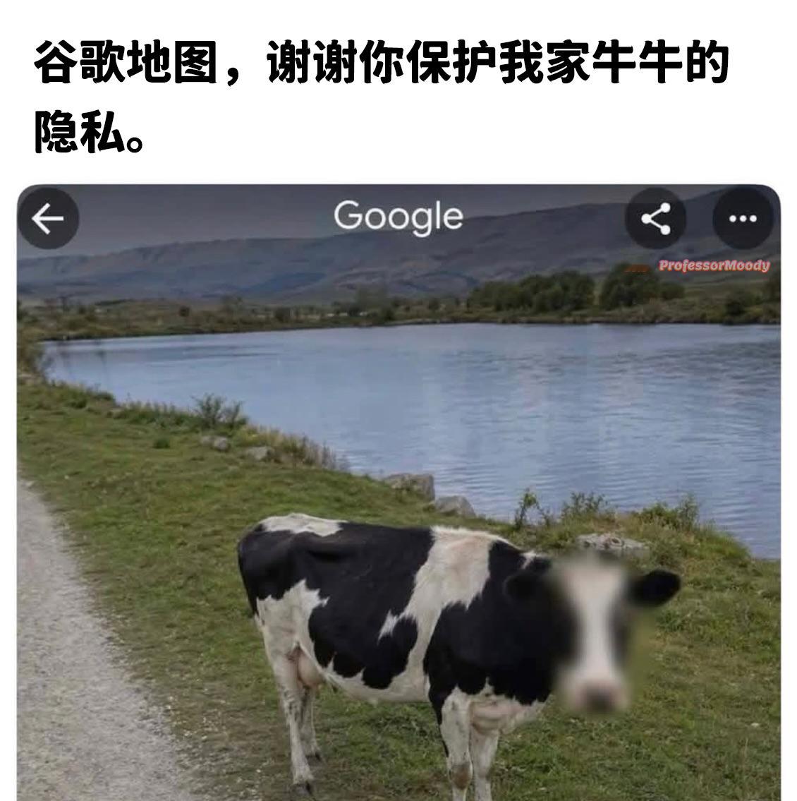 谢谢你谷歌meme