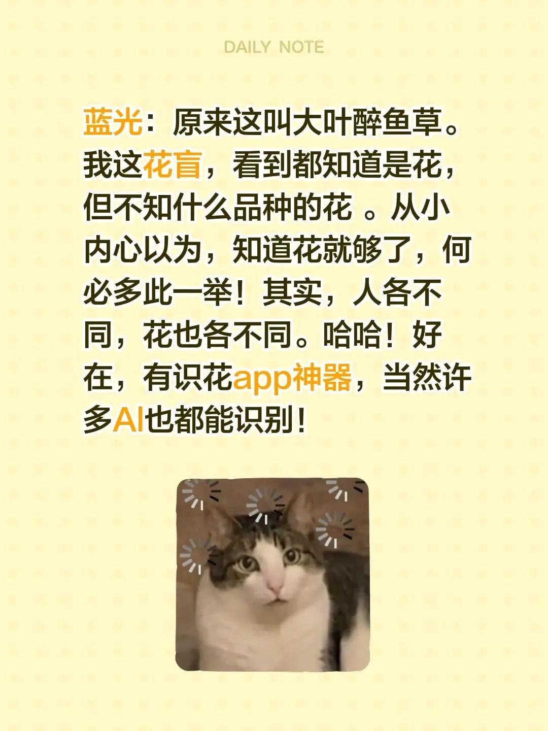 蓝光识花……我评论了@蓝光的书房 的作品：蓝光：原来这叫大叶醉鱼草。我这花盲，看