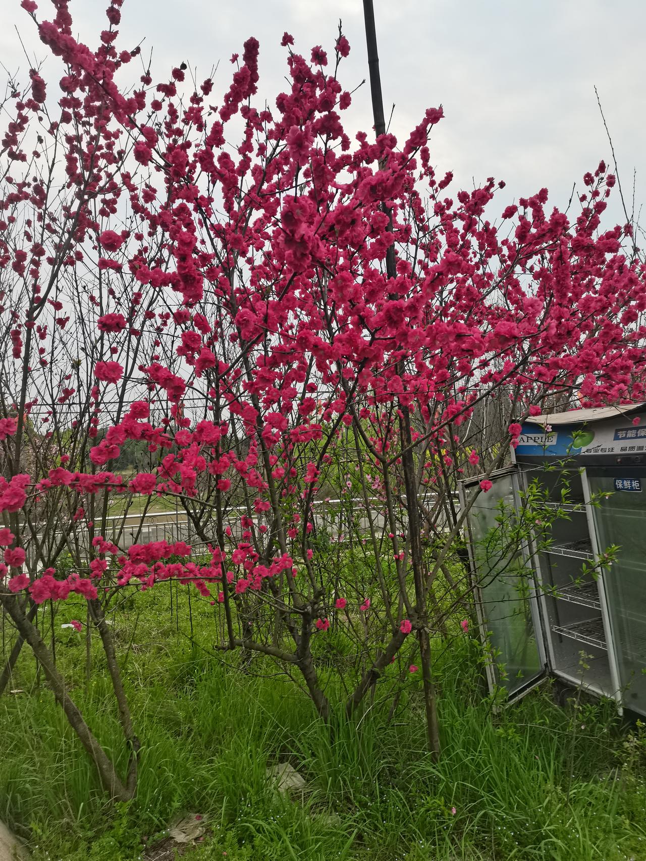 这桃花也太艳了吧！粉面含春，人面桃花，应该是粉红色的。桃花游赏 桃树花红报春