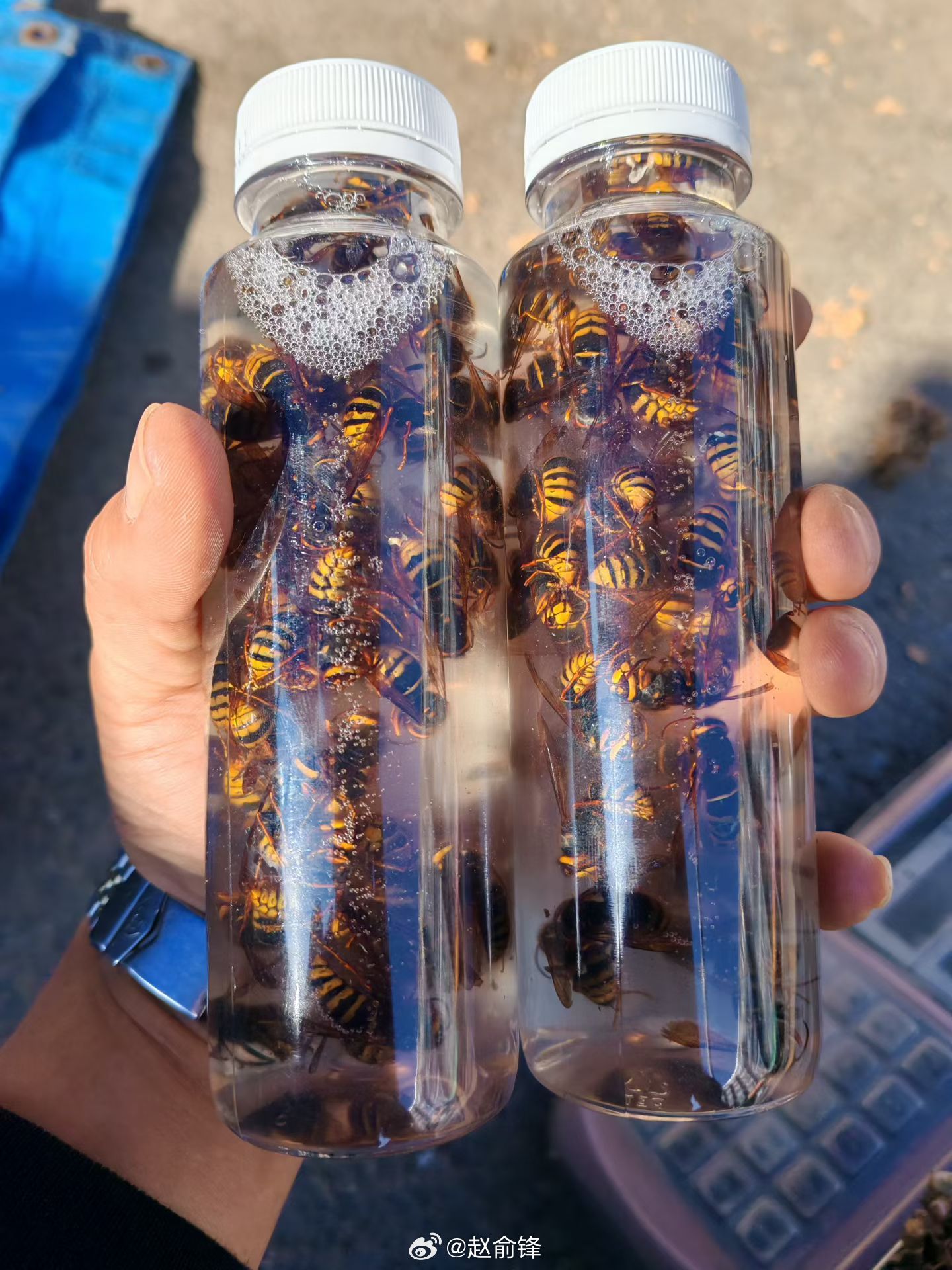 深山虎头蜂泡酒，看着震撼，风险也不小。提醒大家，野生马蜂毒性极强，偏方药酒不要随