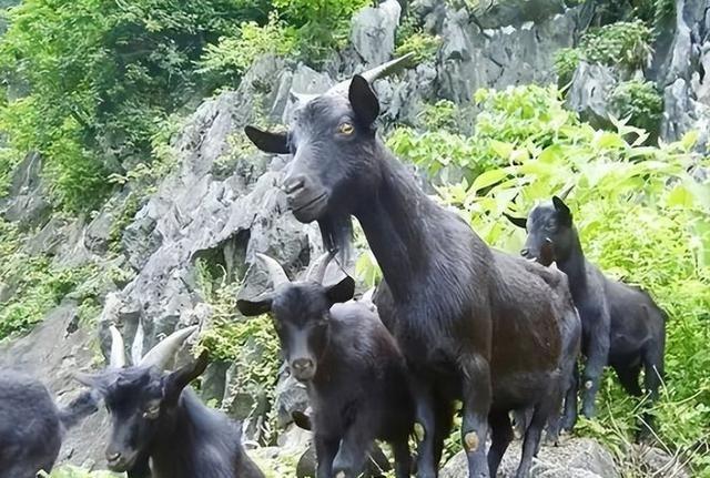 1959年，科隆群岛上的几个渔民，将一公两母3只山羊遗忘在了岛上。却没想到看似一