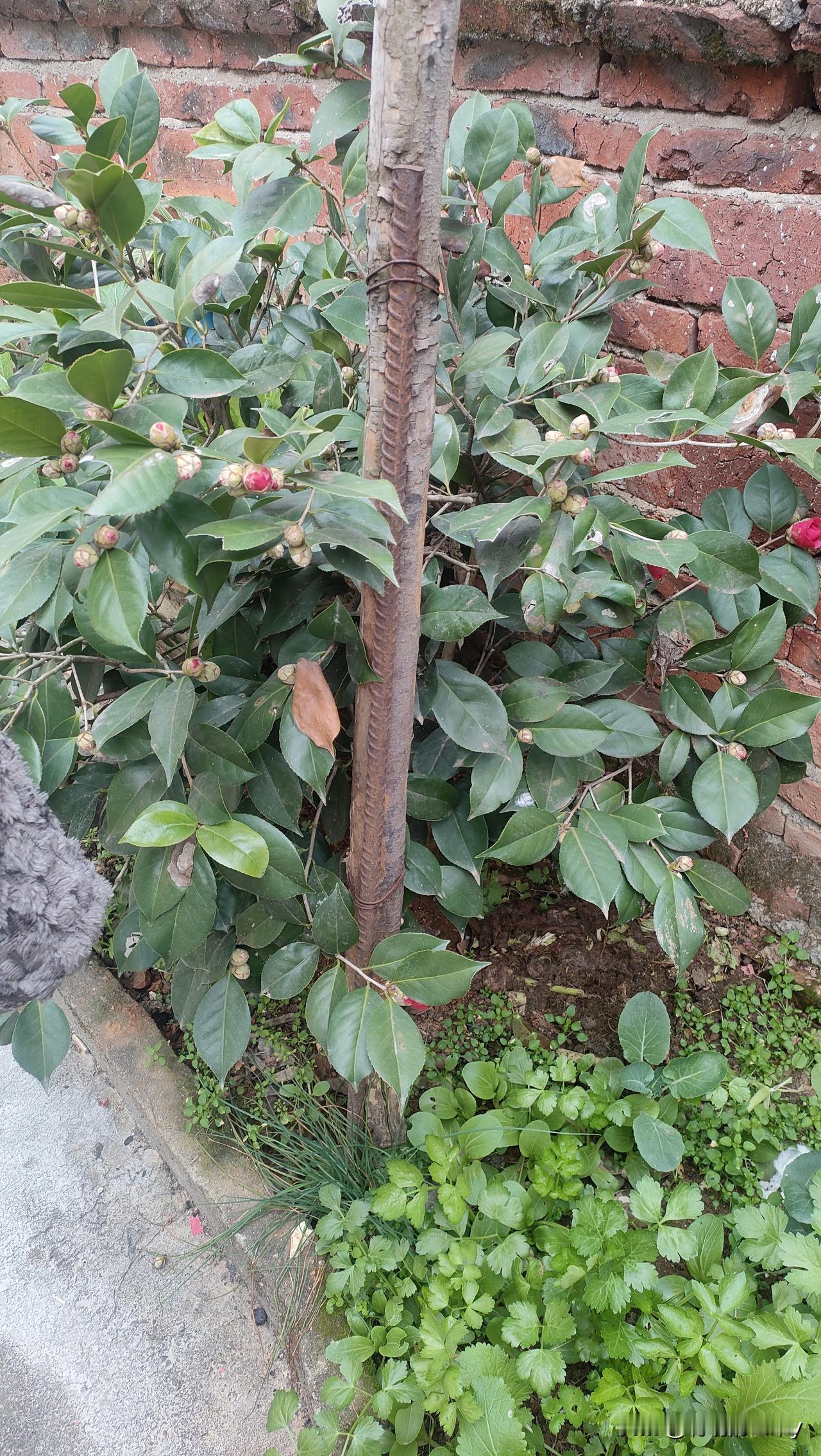 分享一张绝美的风景照片今年的山茶花还没有开，是不是因为天气太干燥的原因啊，网友们