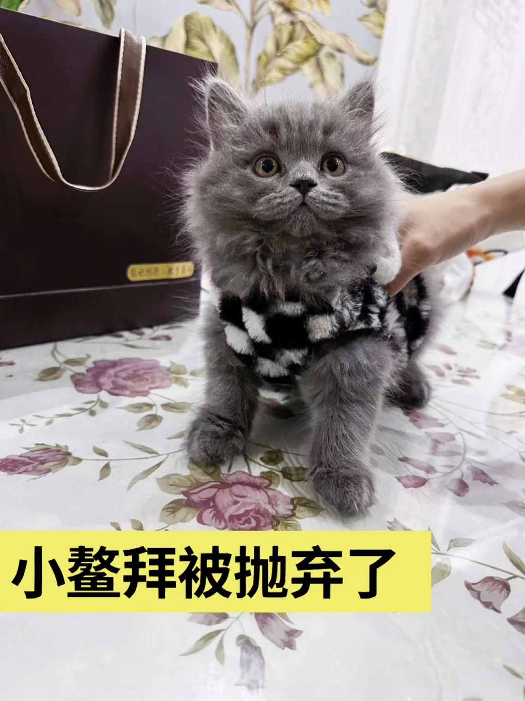 通州流浪小鳌拜没饭吃