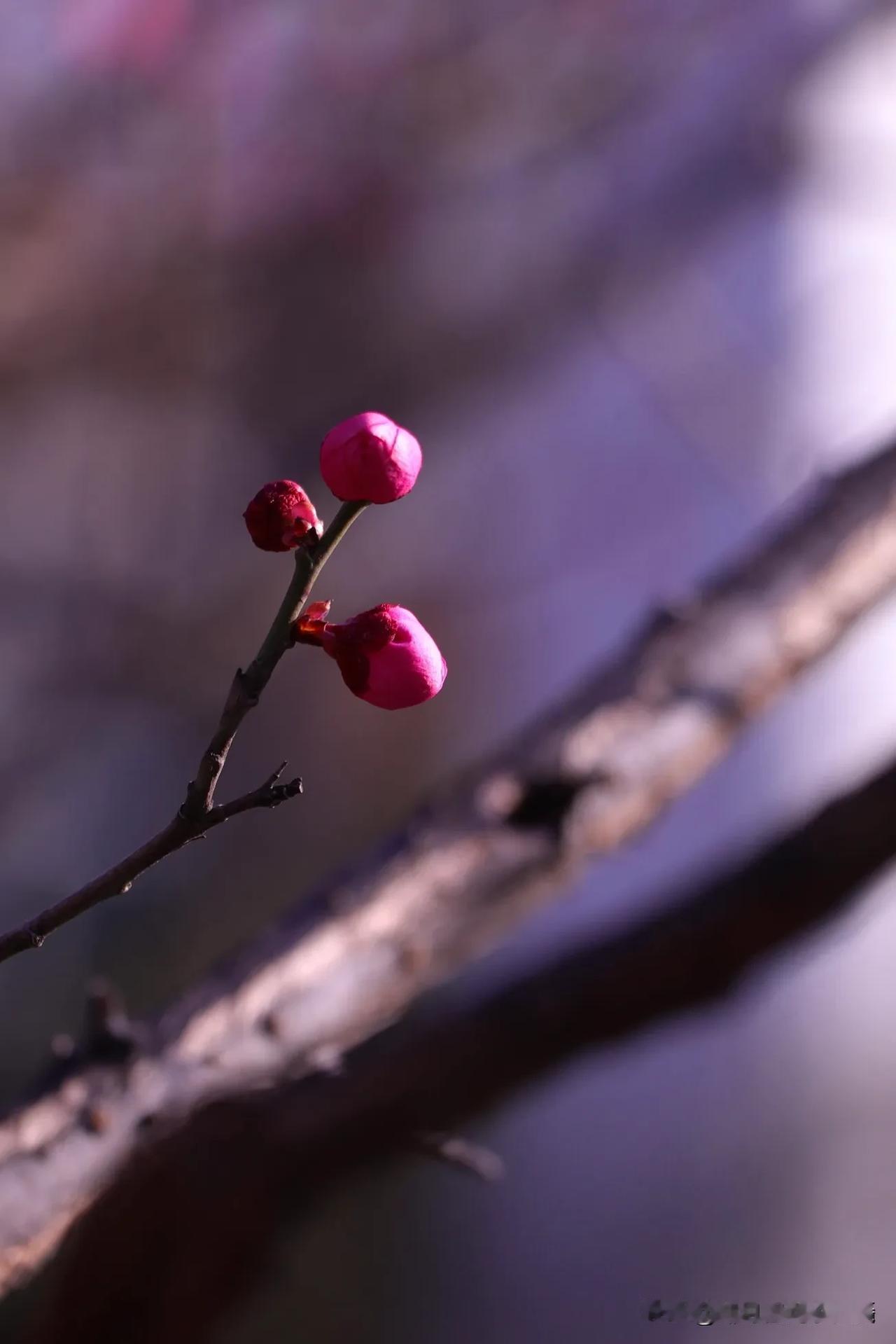 赴一场春日的桃花之约

“桃之夭夭，灼灼其华。” 本以为春天只是温柔的浅绿，直到