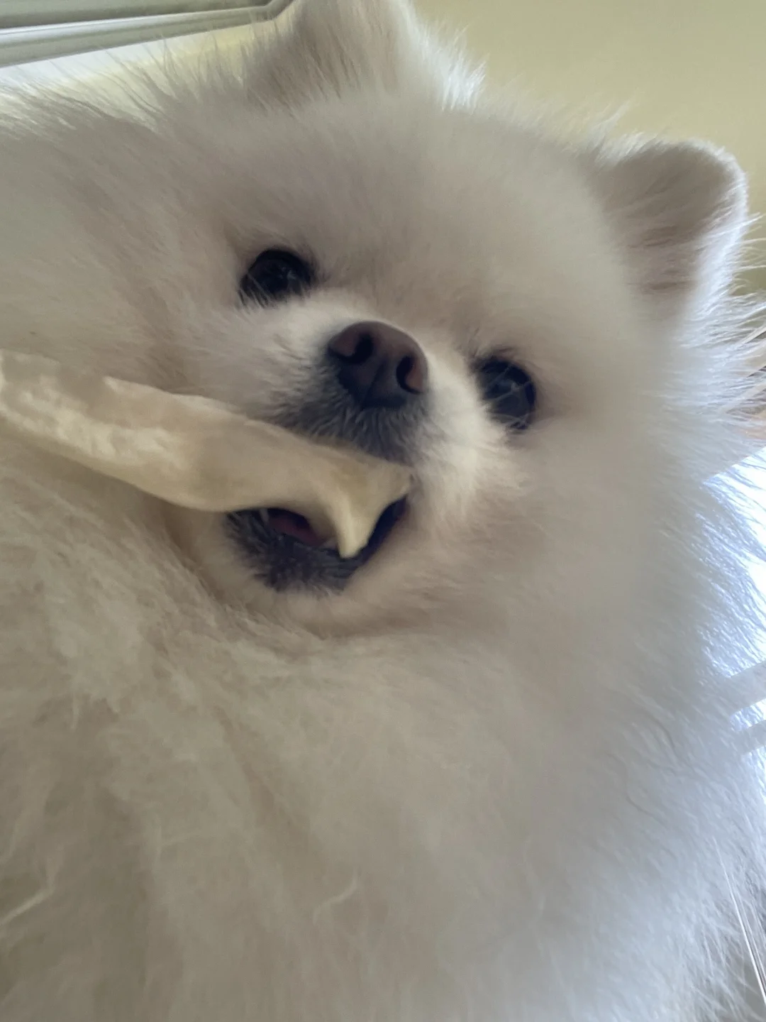 怎么可以吃兔兔