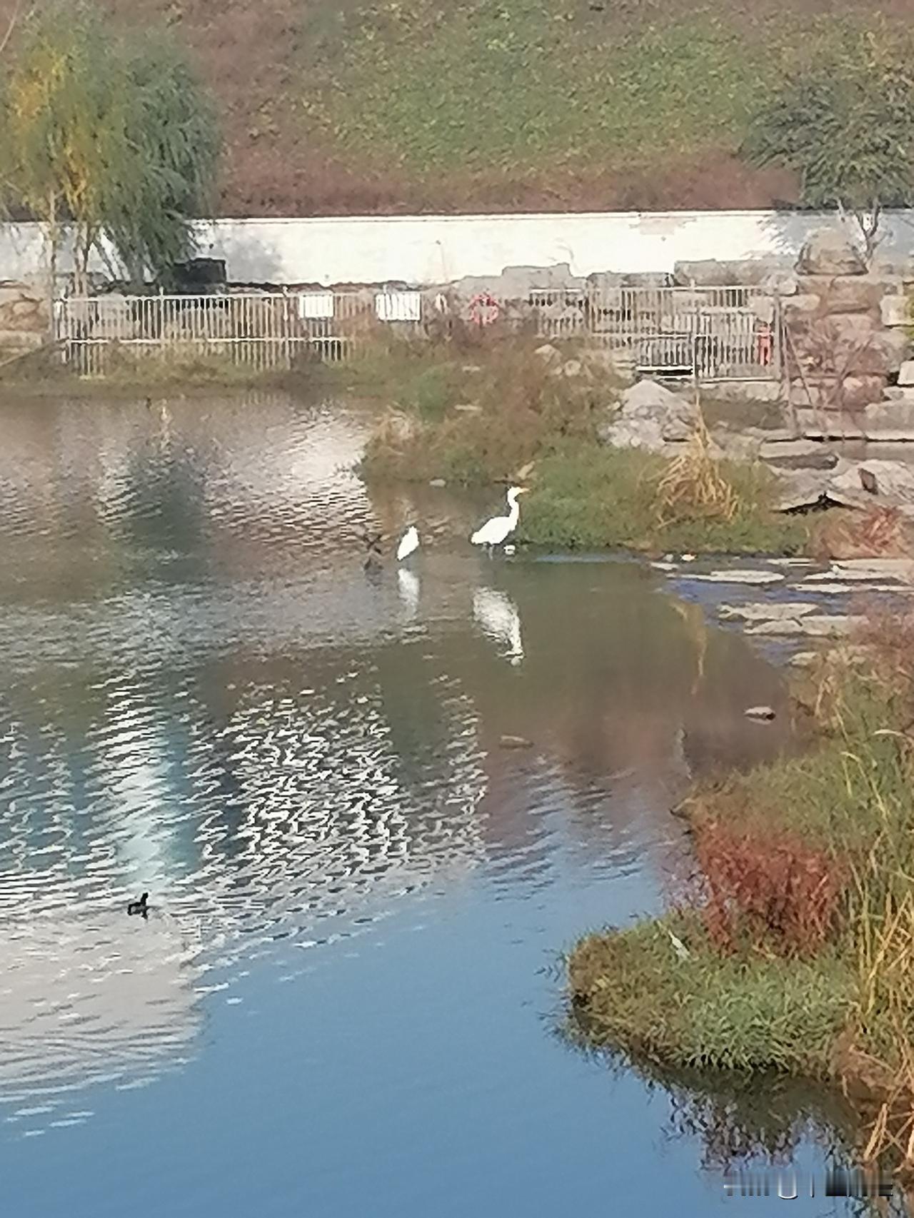看看郑州西流湖坝上的美景，白鹭鸟守候在那里捕鱼，野鸭在河中畅游，天空中也飞来大雁