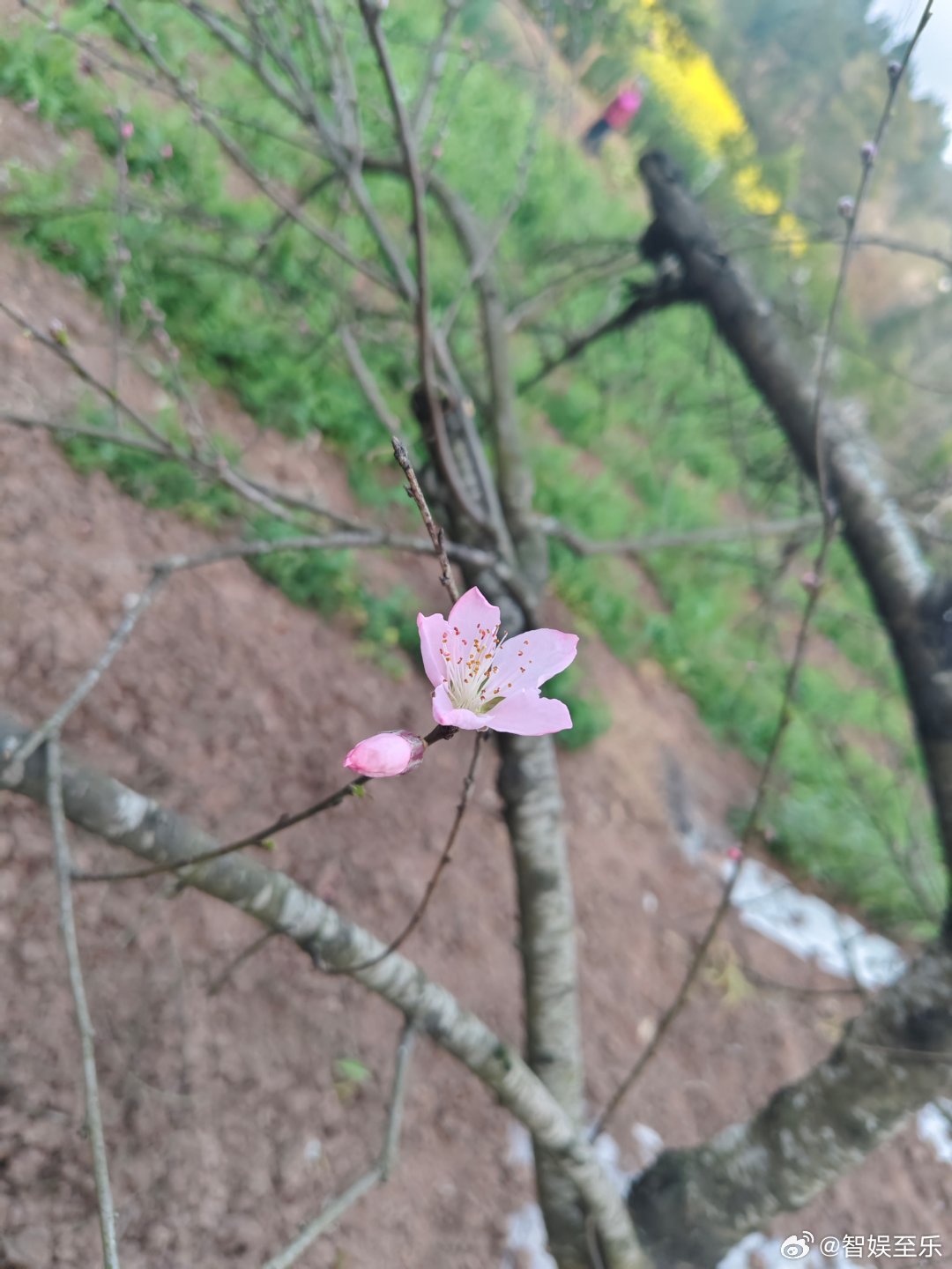 《故乡》有人不到山穷水尽，不会退守故乡。属于远方，却无诗意，不恋故乡，心无所属，
