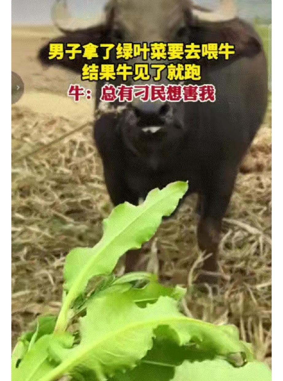 广西农户摘野草喂水牛，牛看见直接狂奔摔跤！网友：牲畜才是天生识草高手。
 
农村