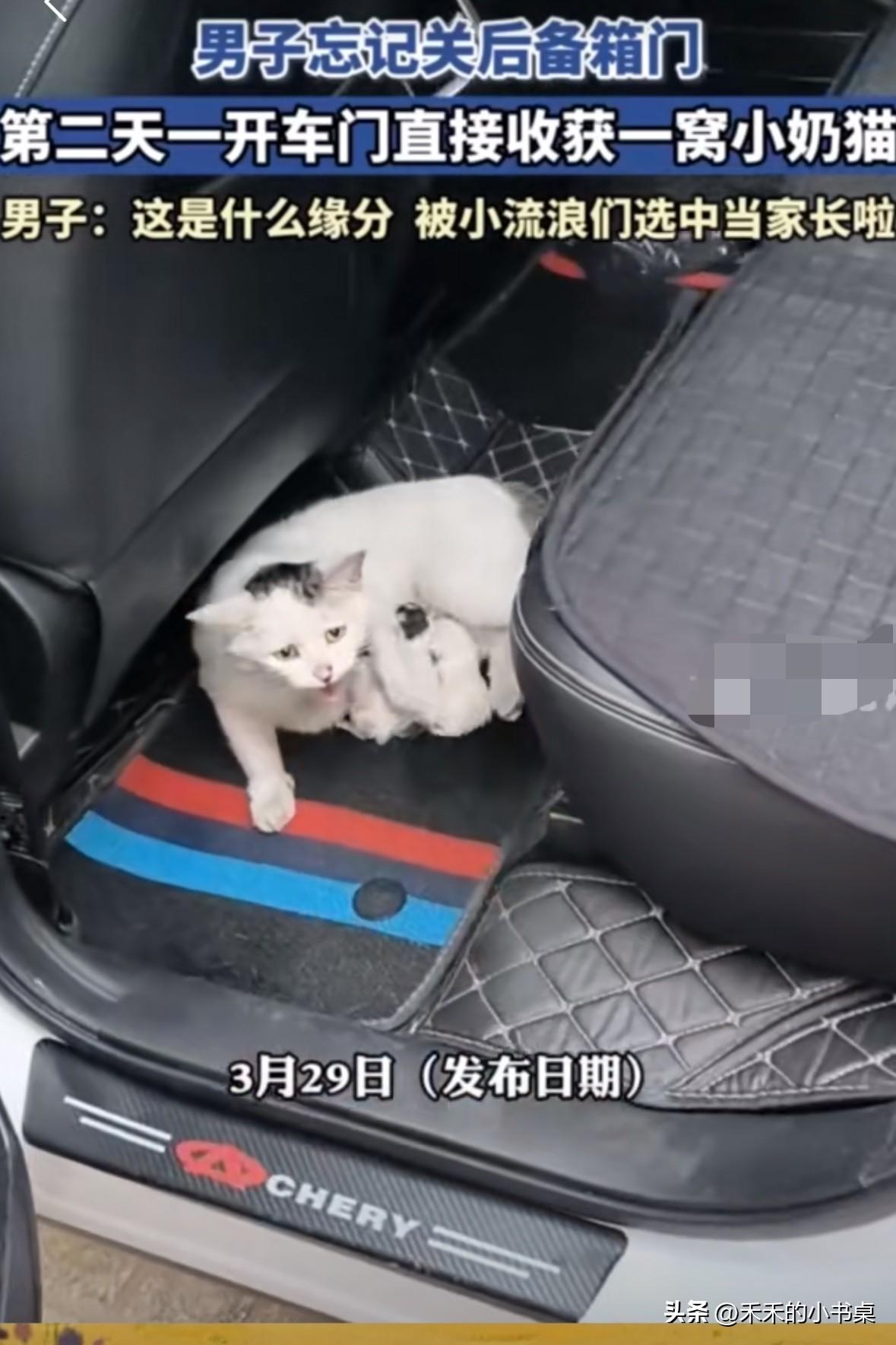 男子下车后，忘记关上后备箱门，第二天打开车门一看，收获了一堆小奶猫！
而且车的后