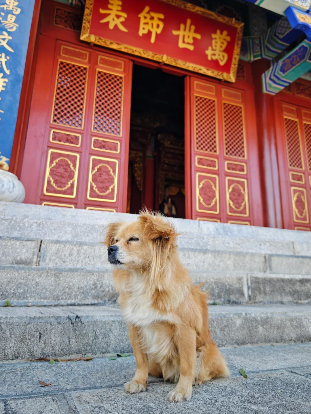 大理下关文庙 两株大青树绝了