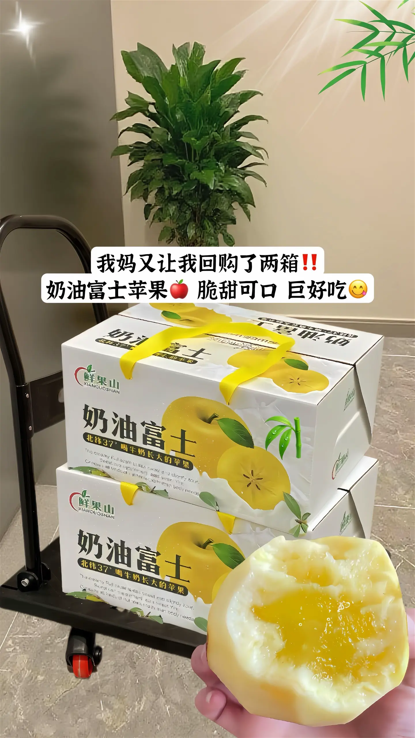 山东朋友推荐的这个奶油苹果！真的太美味啦！好脆甜啊！ 黄金奶油富士苹果...