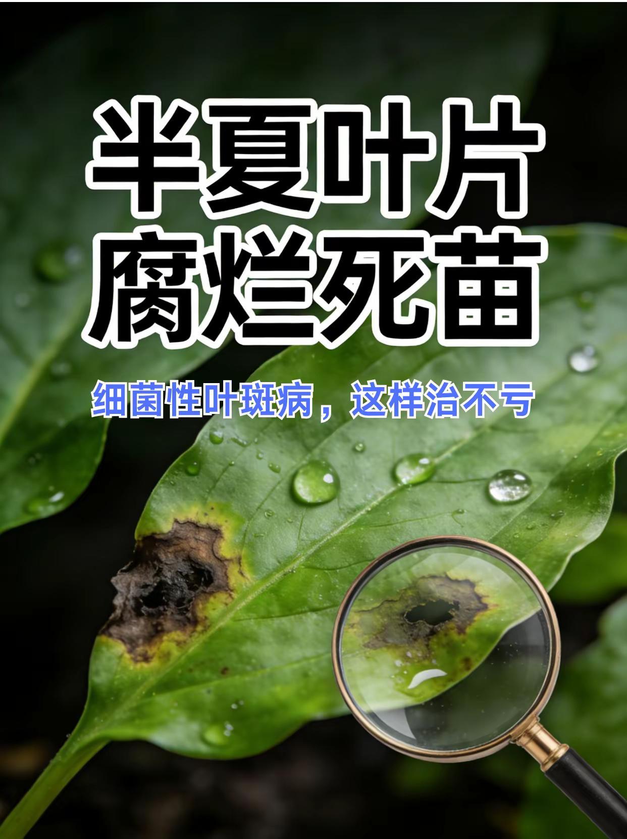半夏叶片腐烂死苗，叶斑病这样治不亏！。半夏种植 叶片腐烂 死苗