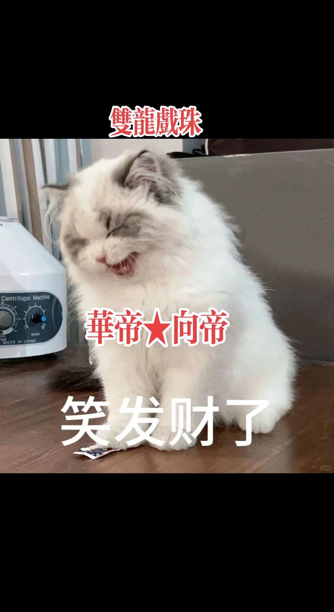 萌宠 萌宠出道计划 猫咪