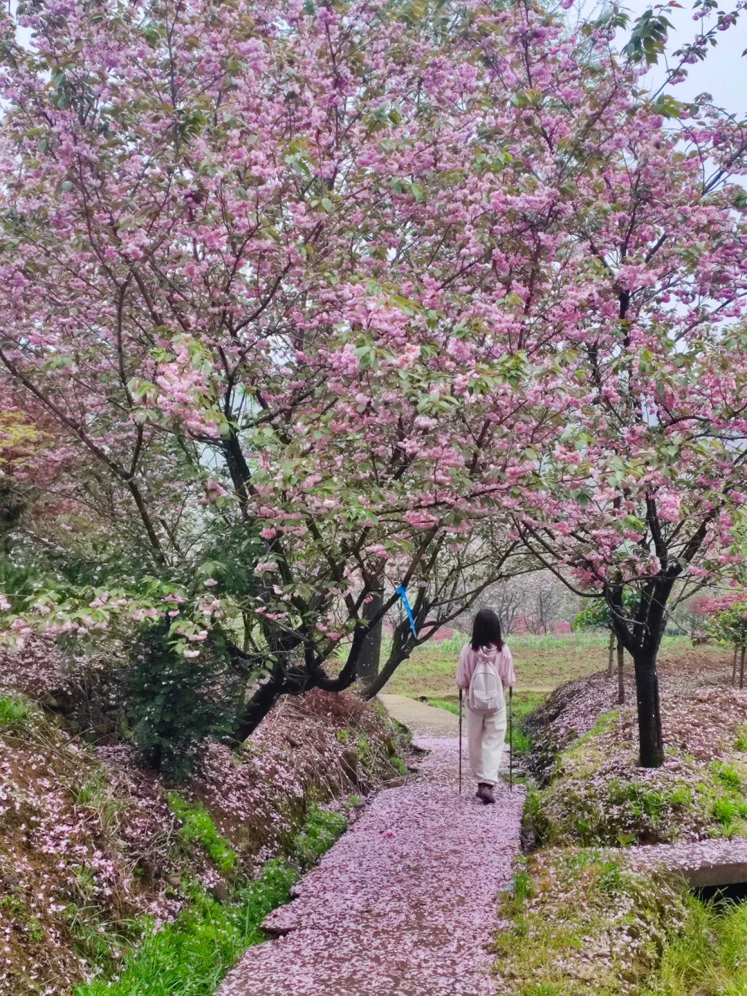 错过等一年！本周末必冲的两条樱花步道！！