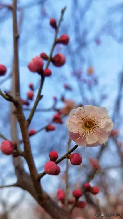 枝头初放春
花间独醉人
蜂与我争宠
贪香恋梅心
2025年3月4日的北京
继续在