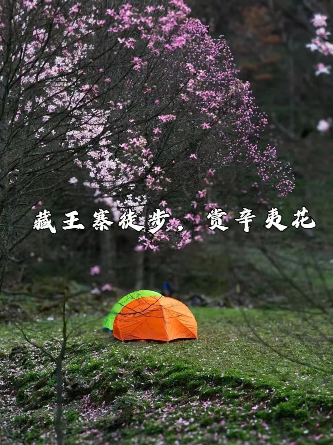 藏王寨徒步露营，赏辛夷花开