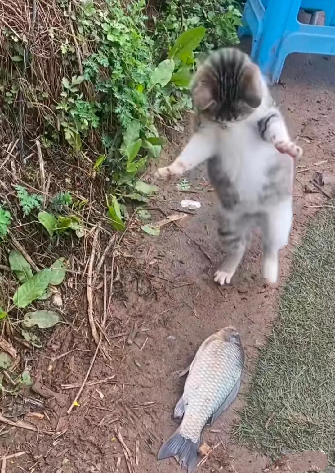 猫：哇，好大一条鱼！这么长，得有两斤吧！它开心到飞起，激动的站立起来跳舞。

这