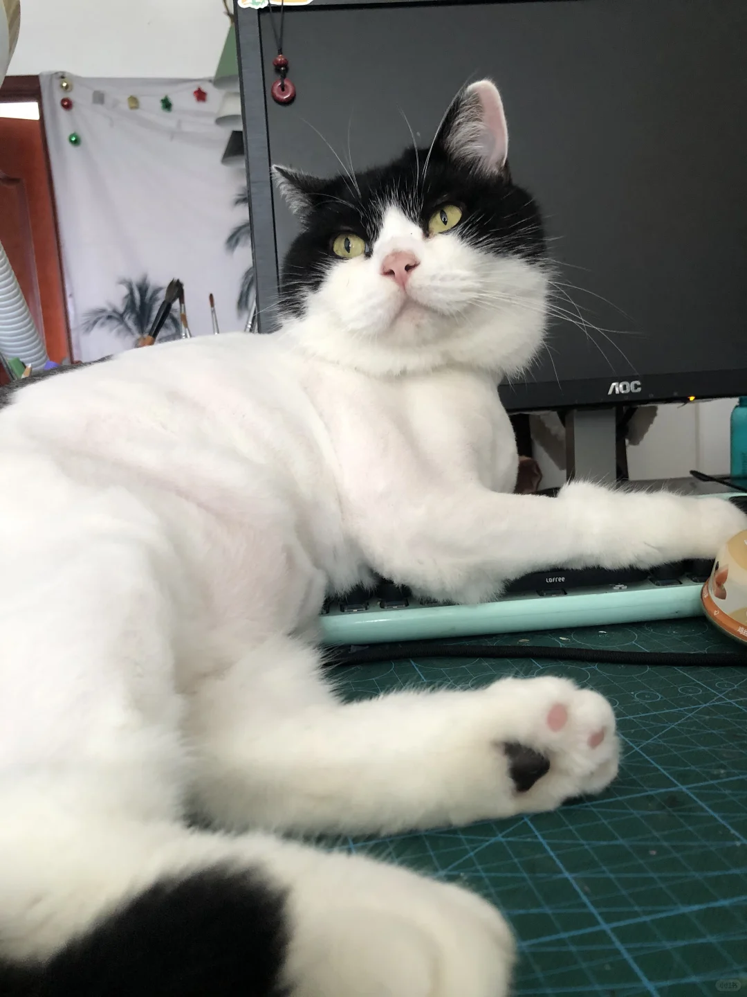 小猫证件照 咔嚓