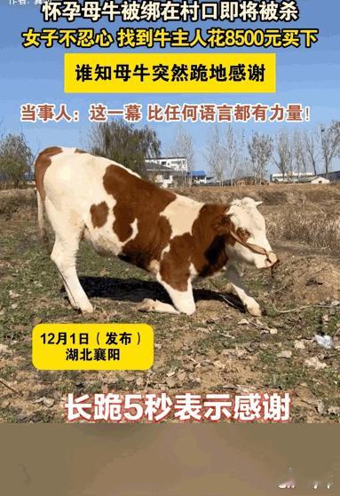 彻底解释不清了！湖北襄阳，主人家把怀孕的母牛绑在村口打算杀了卖掉。女子觉得残忍便