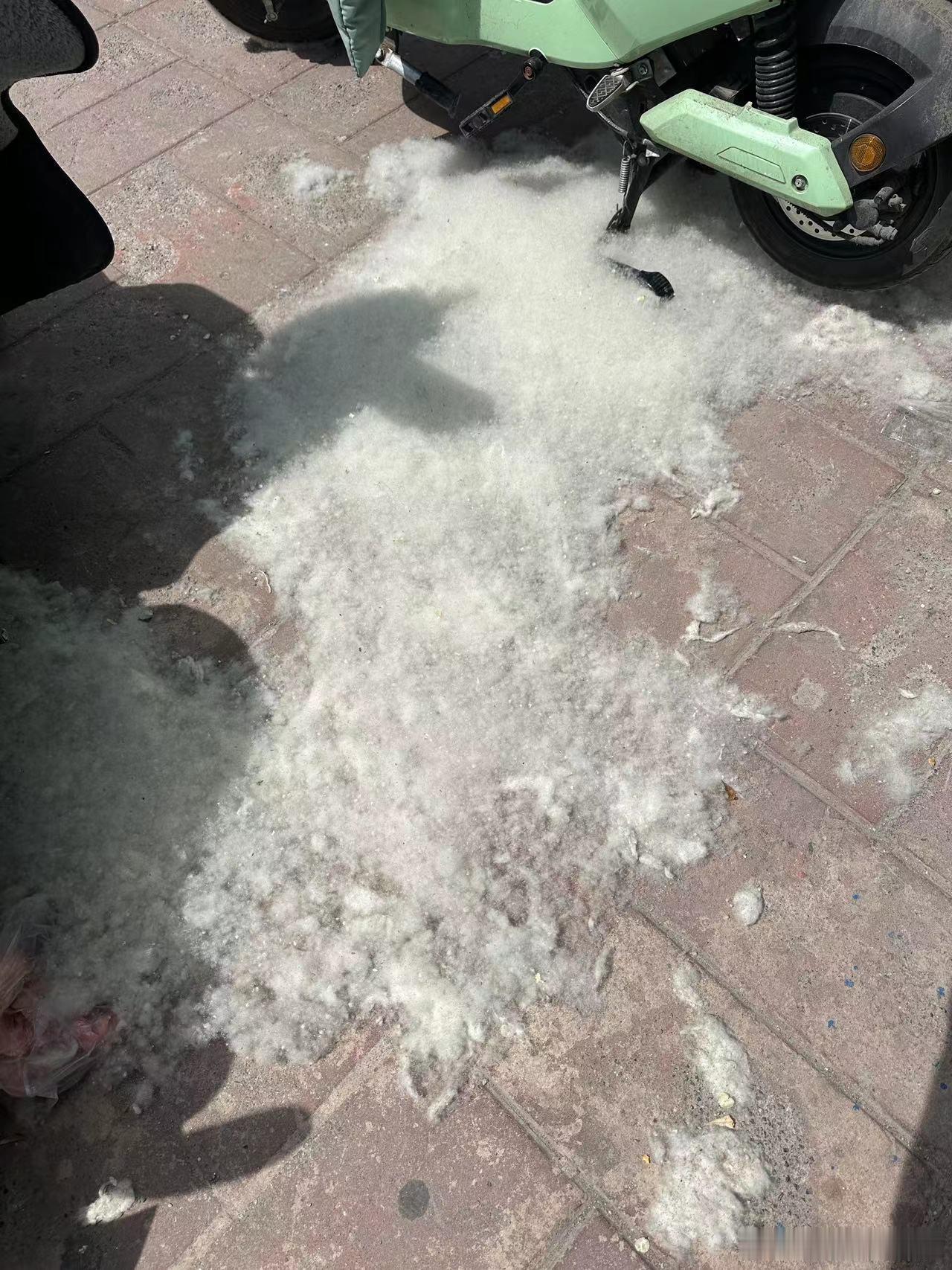 出了公司楼，就看到遍地的杨絮，地上就像是粘了一层棉花，太难受了[裂开]你们当地是