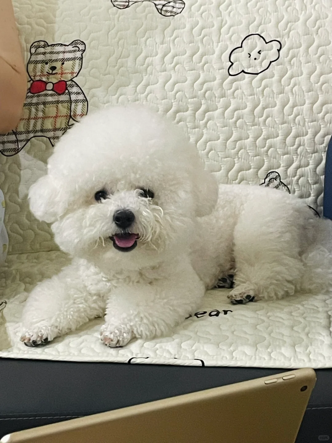 凌乱的脏脏比 可爱的猪猪鼻