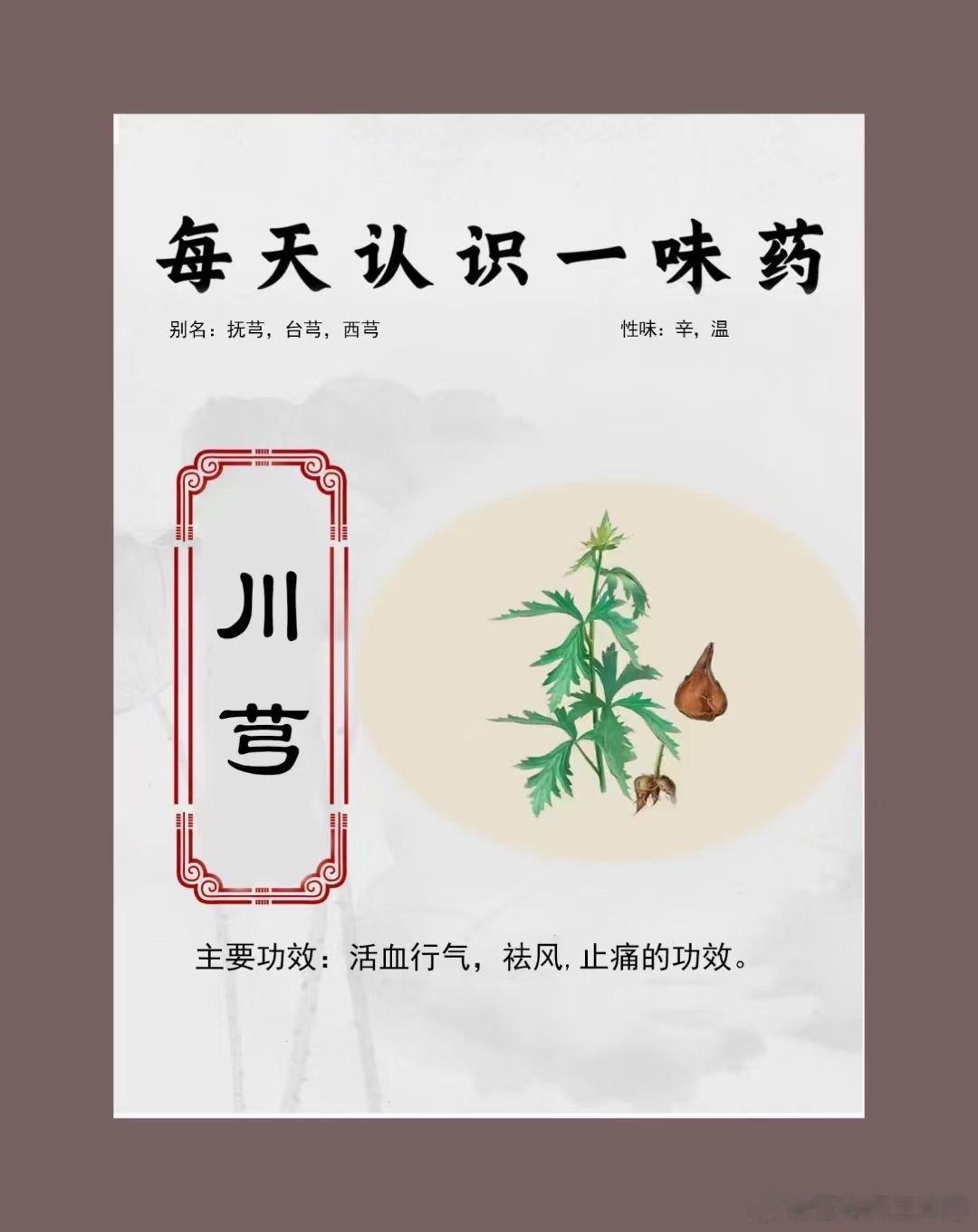 #国医的精诚力量##每天一味中草药##论道岐黄# [微风]《每天认识一味药》——