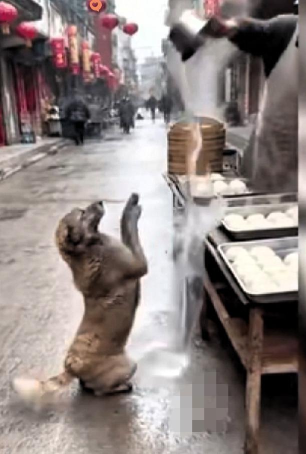 真的越看越揪心！

一只刚生完小狗的流浪狗妈妈，为了给孩子找口吃的，卑微地跪在包