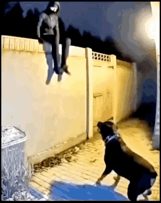 小偷翻墙进入……狗狗奋力驱赶